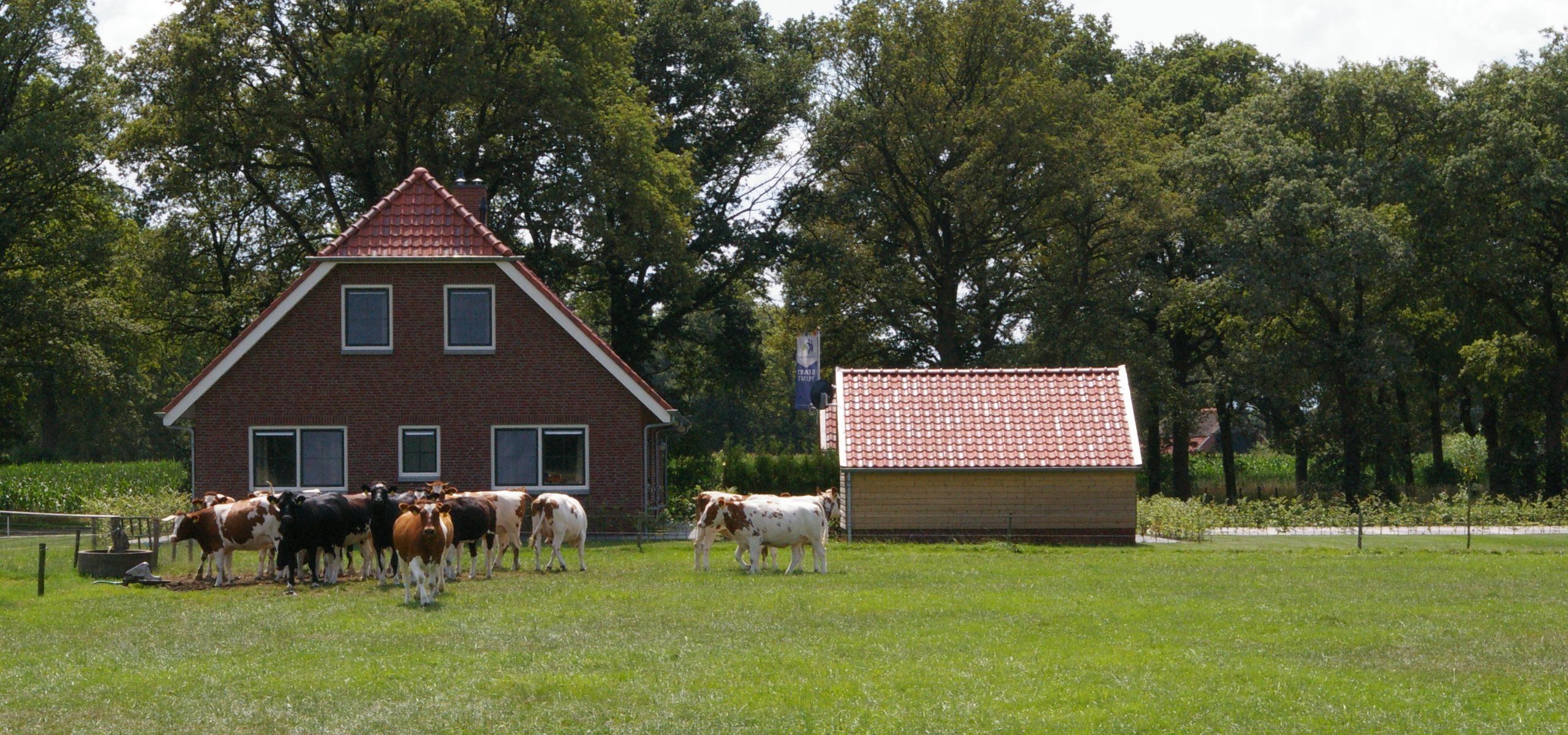 Koe en boerderij bij Kosman